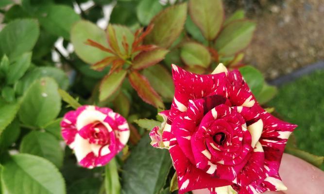流星雨月季花开放，绽放爱的芬芳（月华洒满）