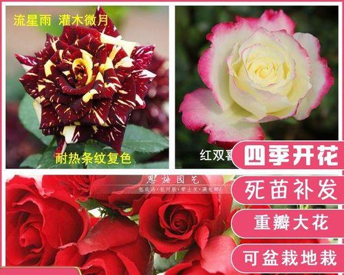 流星雨月季花开放，绽放爱的芬芳（月华洒满）