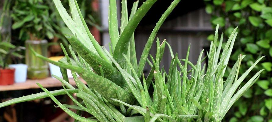 芦荟多肉植物的花语（探索多肉植物芦荟的美丽花语）