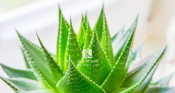 芦荟花语的意义及传承（深入解读芦荟花语）