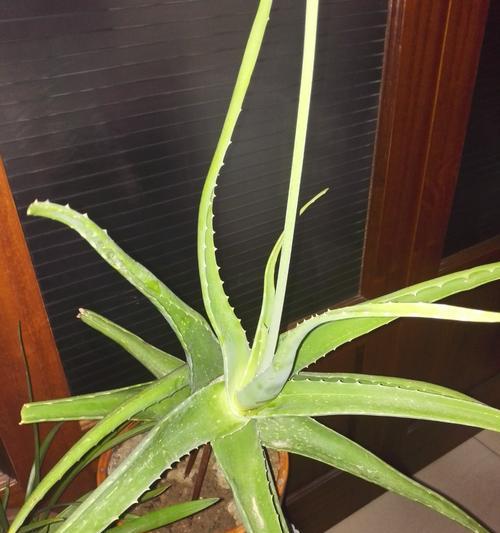 芦荟的象征意义与奇妙力量（探索芦荟背后的神秘与魅力）