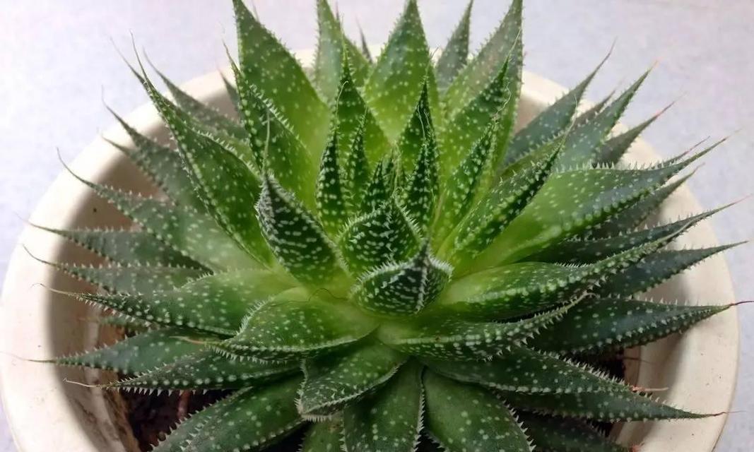 芦荟的象征意义与奇妙力量（探索芦荟背后的神秘与魅力）