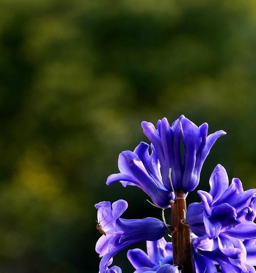 绿色风信子花语（探寻绿色风信子花语的内涵和意义）