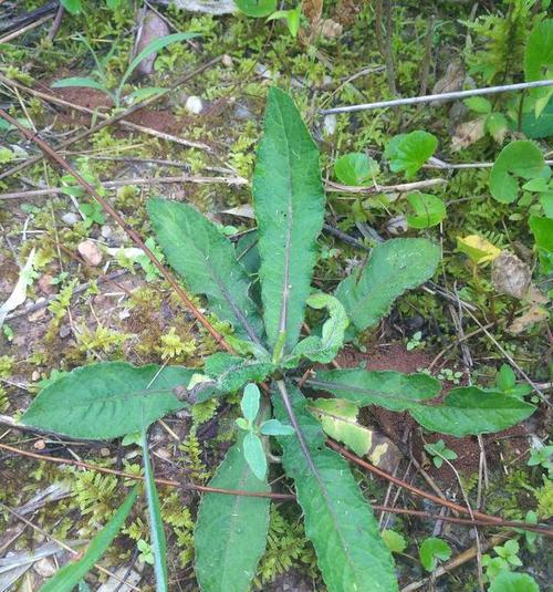 鸭子不吃草（为什么鸭子不吃草）