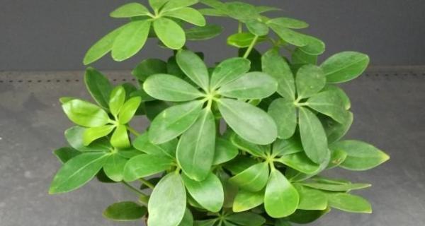 鸭脚木换土时间和方法（掌握正确换土时间）