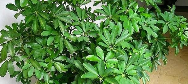鸭脚木——一种适合家居的绿色植物（如何选择和养护鸭脚木）