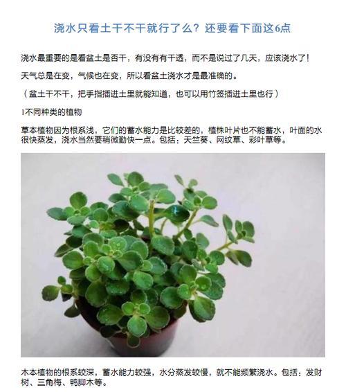 鸭脚木浇水全攻略（正确时间、方法、注意事项）