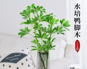 鸭脚木的水培方法（探究鸭脚木水培的优点和注意事项）