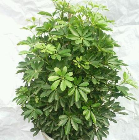 鸭脚木的种植与养护（如何正确地种植和养护鸭脚木）