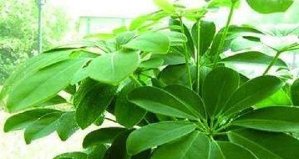鸭脚木树的正确浇水方法（让你的鸭脚木茁壮成长）
