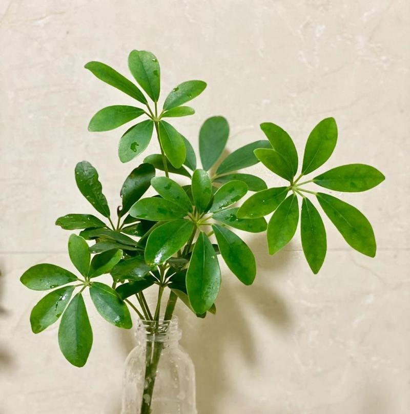 鸭脚木水培与土培的优劣比较（从成本、养护、生长速度等多方面分析）