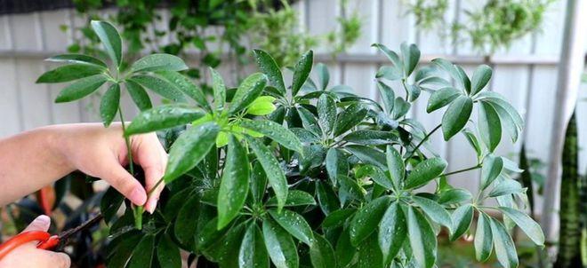 鸭脚木的家庭养法（打造居家绿色健康环境）