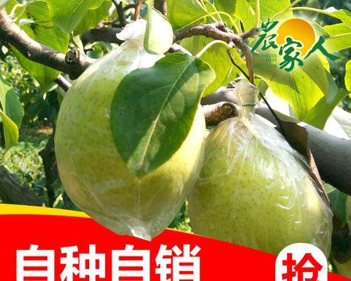 探寻鸭梨的故乡（哪里是鸭梨的特产地）