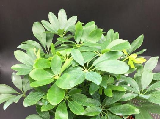 鸭掌木养殖全攻略（从种苗选购到收获全面指导）