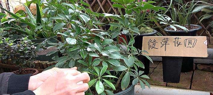 鸭掌木的浇水技巧（每周浇水一次）