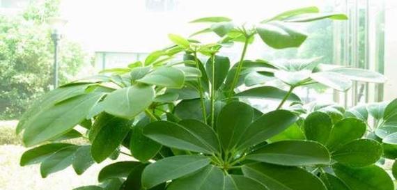 鸭掌木的浇水技巧（如何科学浇水让鸭掌木茁壮成长）