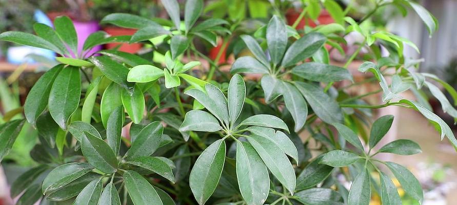 鸭掌木的生长习性解析（喜阴的多肉植物与生活美学）