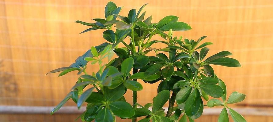 鸭掌木的室内养殖（优雅生活从绿植开始）