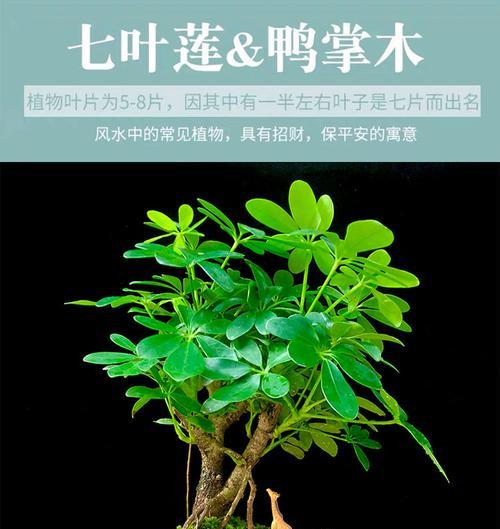 鸭掌木（为什么鸭掌木适合室内养）