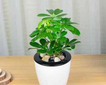 鸭掌木水培与土培的利弊分析（如何选择鸭掌木栽培方式）