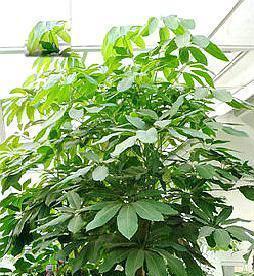 鸭掌木（探究鸭掌木水旱适应能力的秘密）