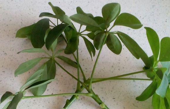 鸭掌木的种植与养护（利用何种土壤才能使鸭掌木茁壮成长）