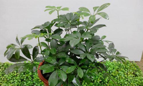 鸭掌木的品种特点与应用价值（探索鸭掌木树的科学奥秘与实用意义）
