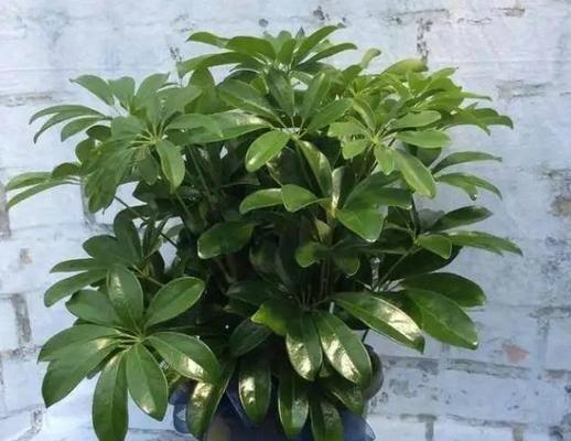鸭掌木的品种特点与应用价值（探索鸭掌木树的科学奥秘与实用意义）