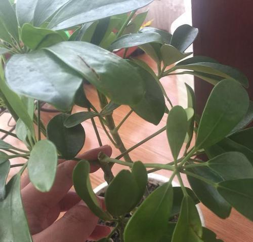 打造美丽鸭掌木——修剪枝叶造型图解（让您的鸭掌木成为最美丽的风景——修剪技巧详解）