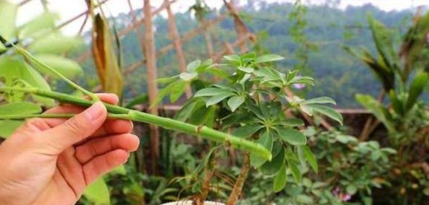 打造美丽鸭掌木——修剪枝叶造型图解（让您的鸭掌木成为最美丽的风景——修剪技巧详解）