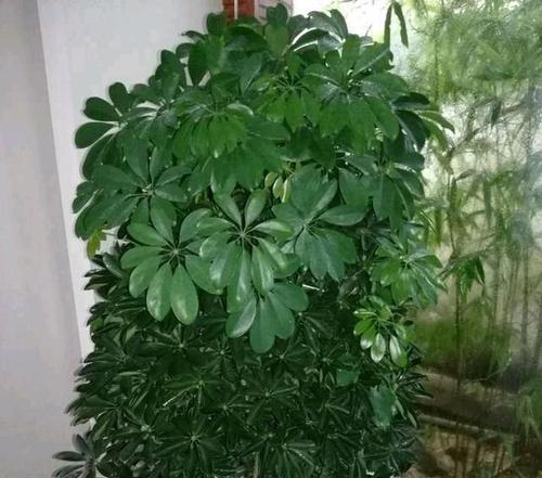鸭掌树冬季浇水指南（如何正确浇水让鸭掌树健康度过寒冬）