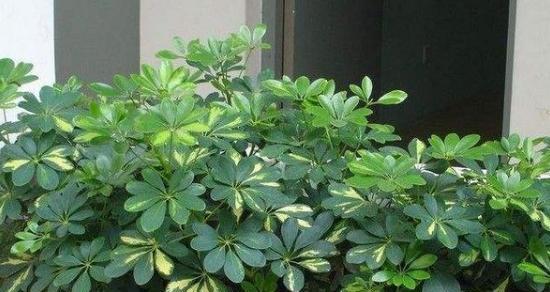 鸭掌树的肥料浇灌技巧（浇硫酸亚铁是不可取的）