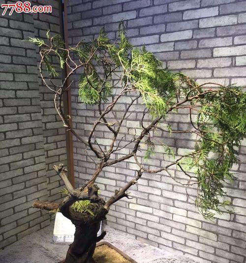 探寻崖柏木的生长环境与分布区域（探寻崖柏木生长的地理特点与生态环境）
