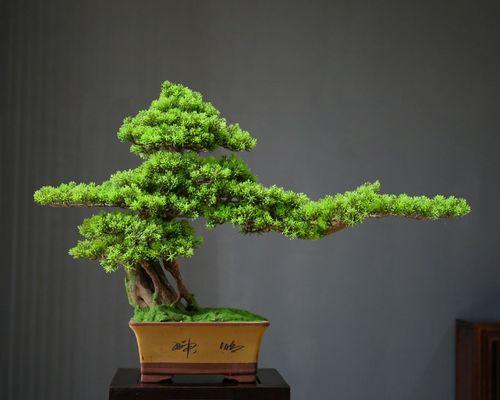 崖柏生长的环境和特点（探秘崖柏的生长地点及适应条件）