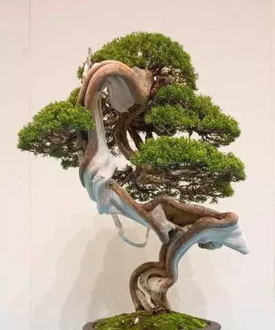崖柏生长的环境和特点（探秘崖柏的生长地点及适应条件）