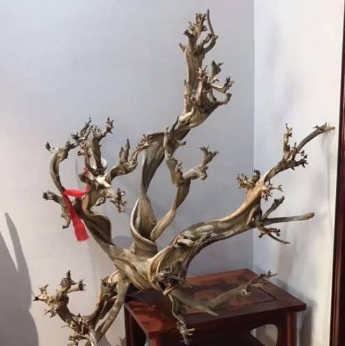 崖柏养护全指南（打造健康长寿的崖柏）