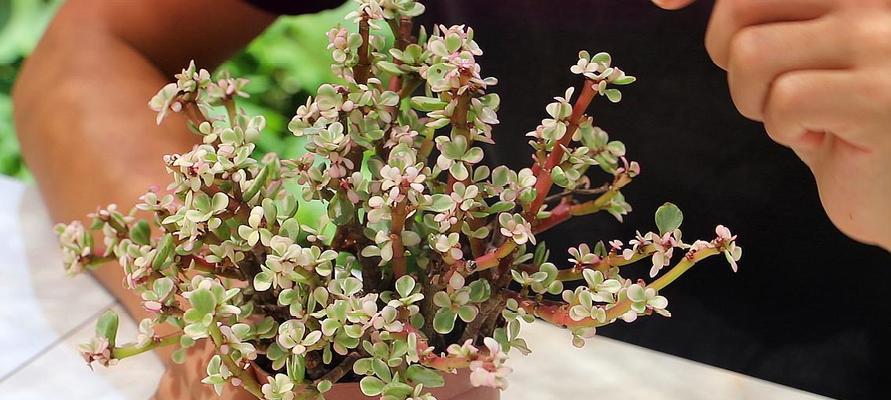 领略雅乐之舞的美妙花期（探寻雅乐之舞的开放时间及观赏技巧）