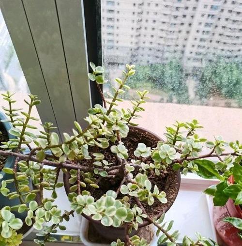 踏歌雅乐节水浇花（雅乐之舞浇水的正确方法和注意事项）