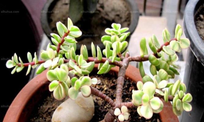 雅乐之舞如何养护才能开花（掌握关键要素）