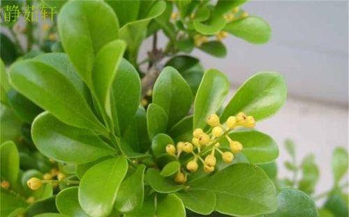 亚硝酸铁肥适合浇什么花（花卉肥料知识详解）