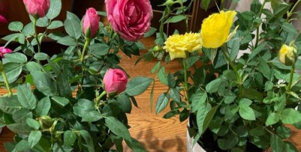 亚硝酸铁肥适合浇什么花（花卉肥料知识详解）