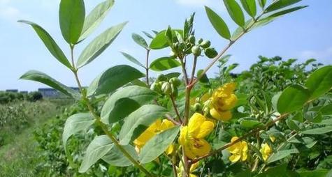 探究烟草的生物分类——双子叶植物（了解烟草的分类特征及生长环境）