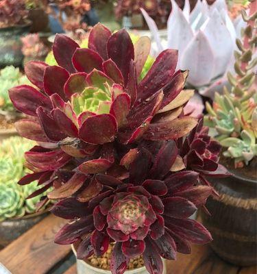 烟灰水的神奇用途——浇花养肉（一种另类养肉技巧）