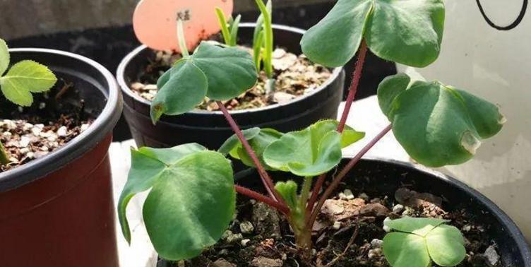 烟草植物及其烟丝——一种令人爱恨交加的植物