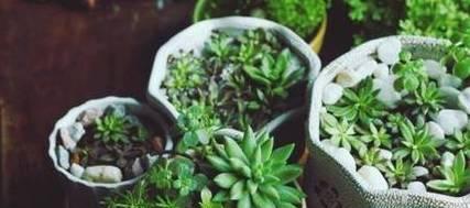 烟草植物及其烟丝——一种令人爱恨交加的植物