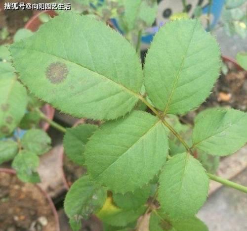 烟丝水——适合浇什么花（烟丝水的妙用和使用技巧）