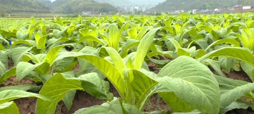烟叶种植地选择分析（如何选择适合烟叶种植的地方）