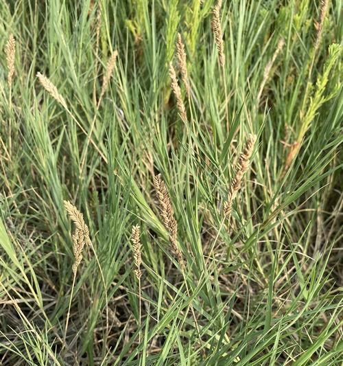 盐碱地农作物种植指南（提高盐碱地利用率）