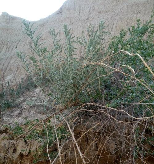 盐碱地农作物种植指南（提高盐碱地利用率）