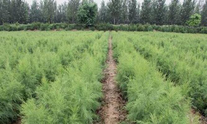 适合种植的盐碱地树种及其特点（以土壤适应性为主要考虑因素的树种选择）
